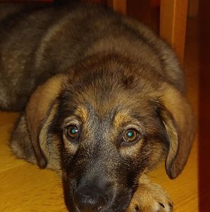 Meet your Posher, Ellen